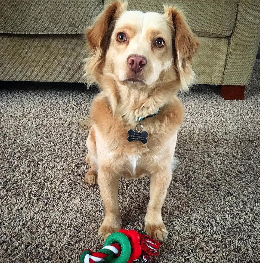 brown and white fluffy Docker dog on the floor with its toy