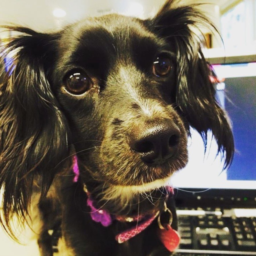 staring black Spaniel-Doxie dog