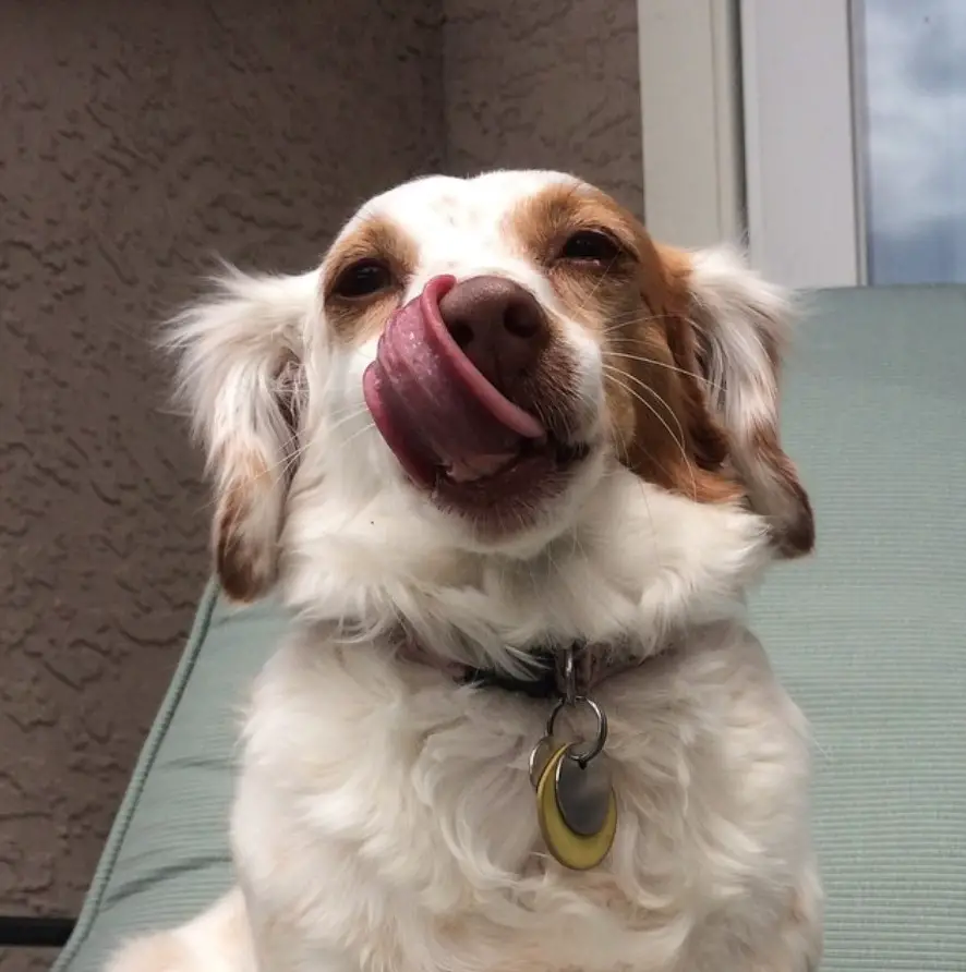Spaniel-Doxie dog with tan and white coat pattern licking its own nose