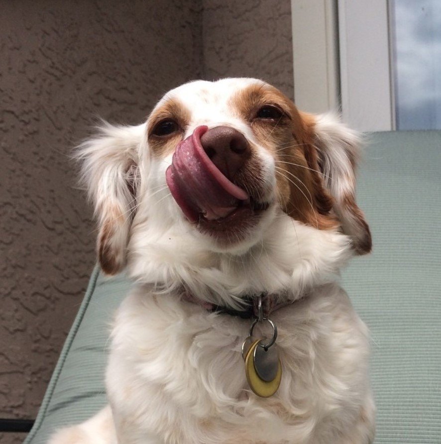 Spaniel-Doxie dog with tan and white coat pattern licking its own nose