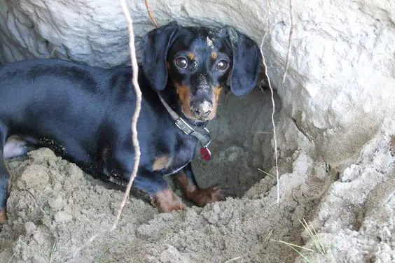 Dachshund caught digging a hole