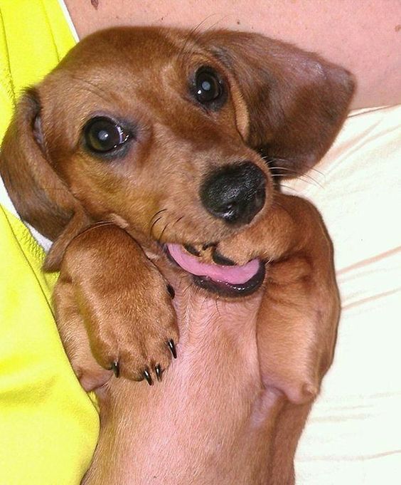 Dachshund lying on the bed while its paw is on its mouth