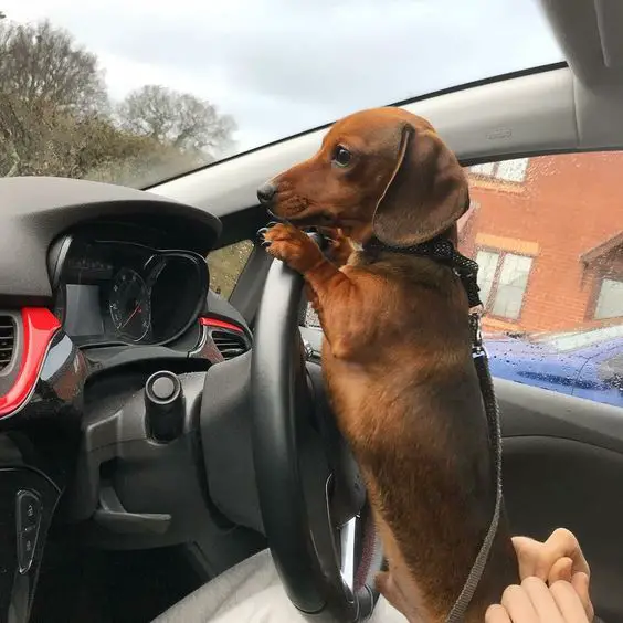 Dachshund standing up on top of a woman's lap while leaning on the steering wheel inside the car