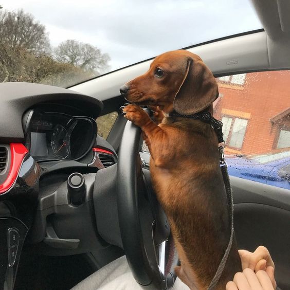 Dachshund standing up on top of a woman's lap while leaning on the steering wheel inside the car