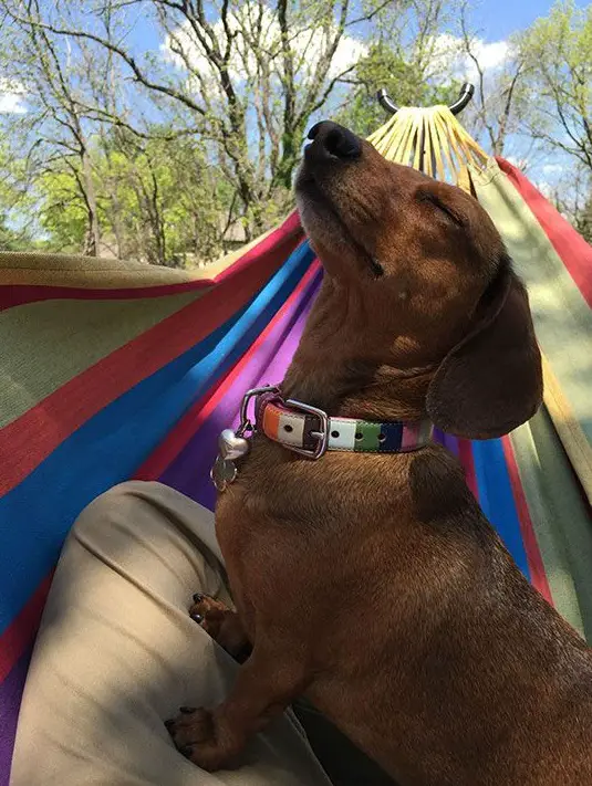 Dachshund sitting in the hammock while looking up and closing its eyes