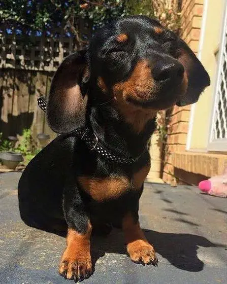 Dachshund sitting on the floor under the sun while closing its eyes