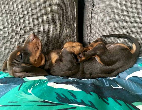 Dachshund sleeping on its back on the couch while its arms are touching its paws