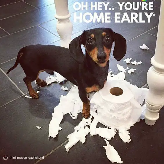 Dachshund standing on the floor with a torn tissue paper
