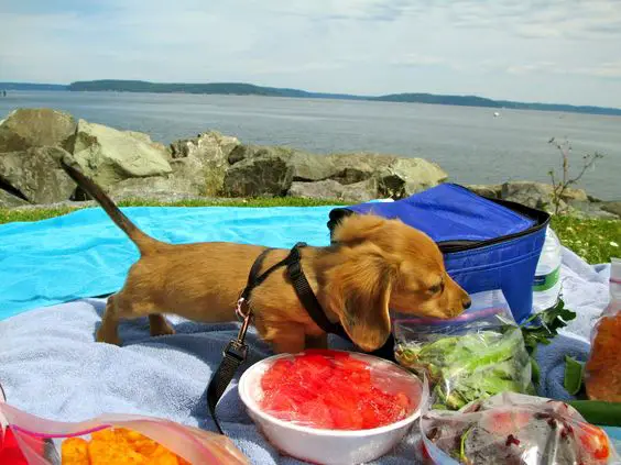 Dachshund smelling the picnic food