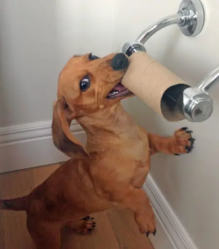 Dachshunds with its mouth on empty toilet paper
