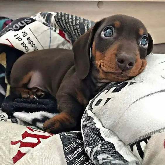 Dachshund lying on its bed while looking up and smiling with its adorable face