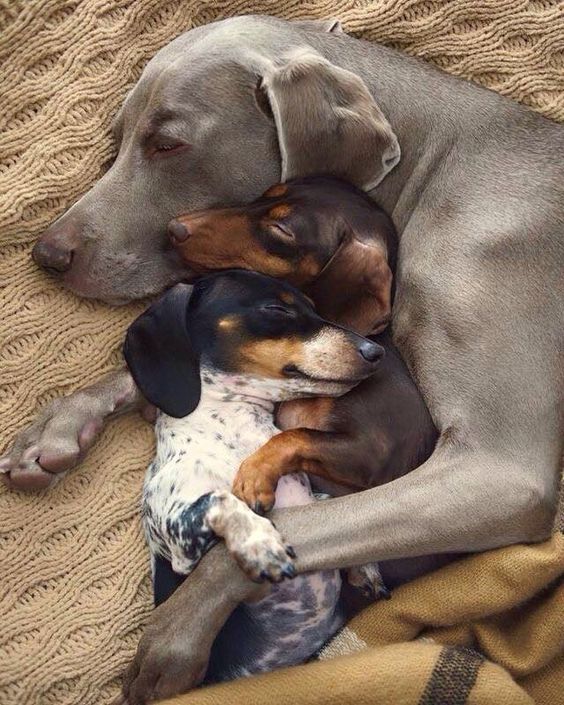 two Dachshunds snuggled up sleeping beside a Weimaraner dog