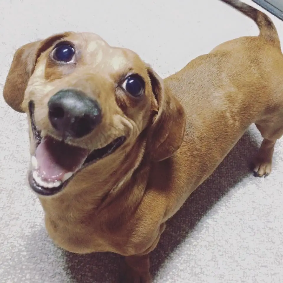 Dachshund standing on the floor while smiling