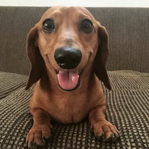 Dachshund lying on the couch while smiling