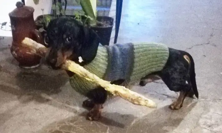 Dachshund with stick in its mouth