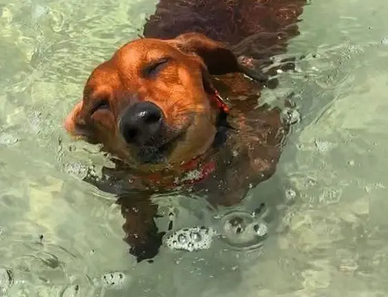 Dachshund swimming in the water