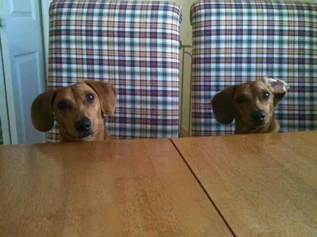 two Dachshunds sitting on the table waiting for food