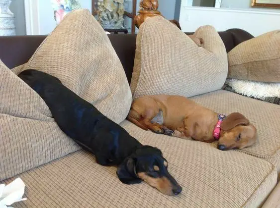 two Dachshunds sleeping on the couch