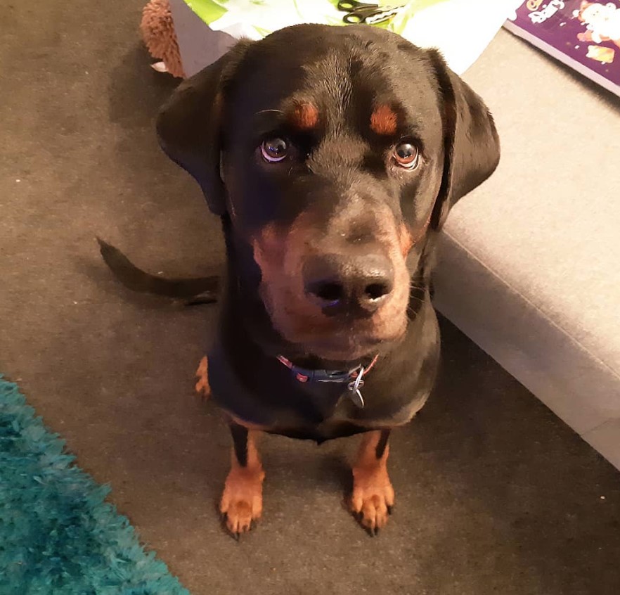 Rotterman sitting on the floor while looking up with its begging face