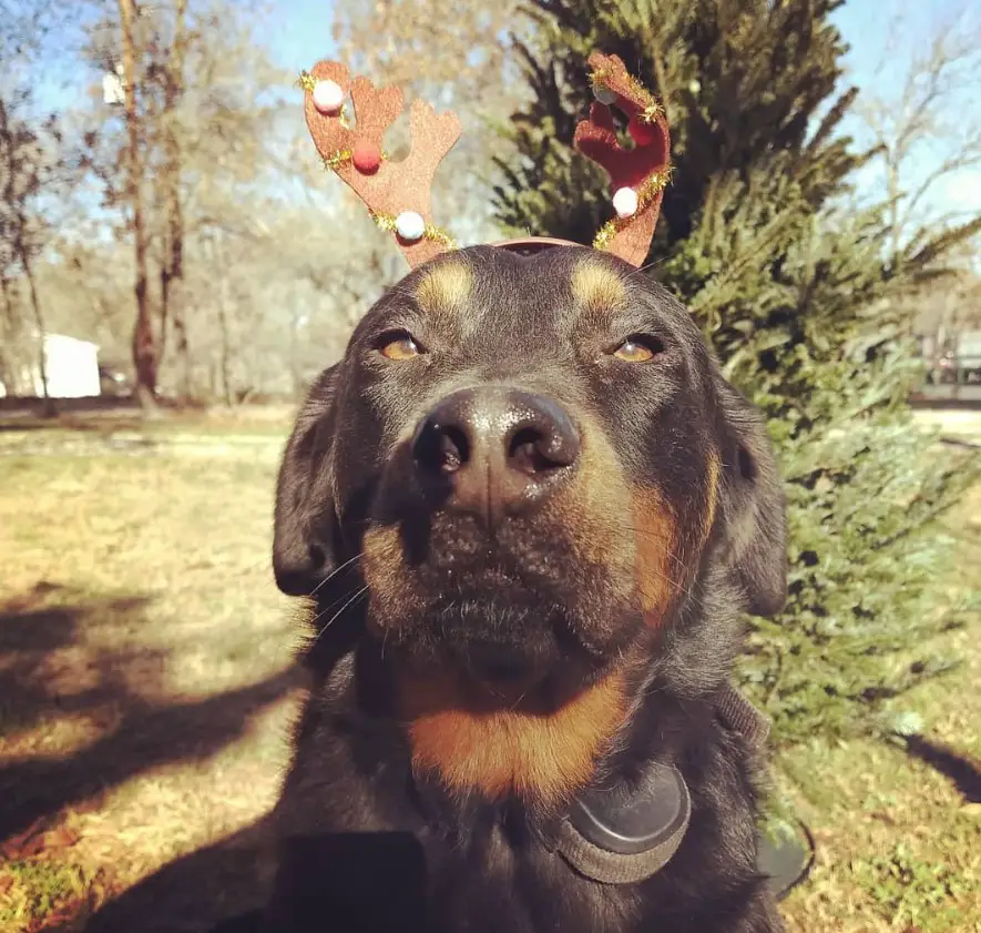 Doberweiler wearing a reindeer head piece under the sun with its tired eyes