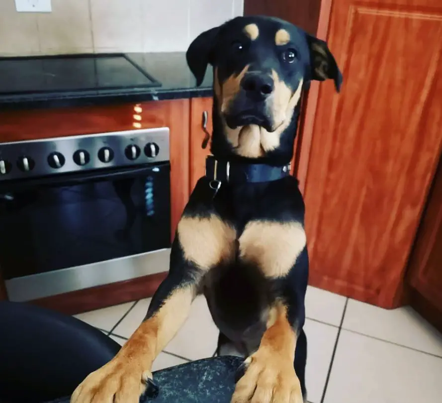 Doberweiler standing up against chair while showing its begging face