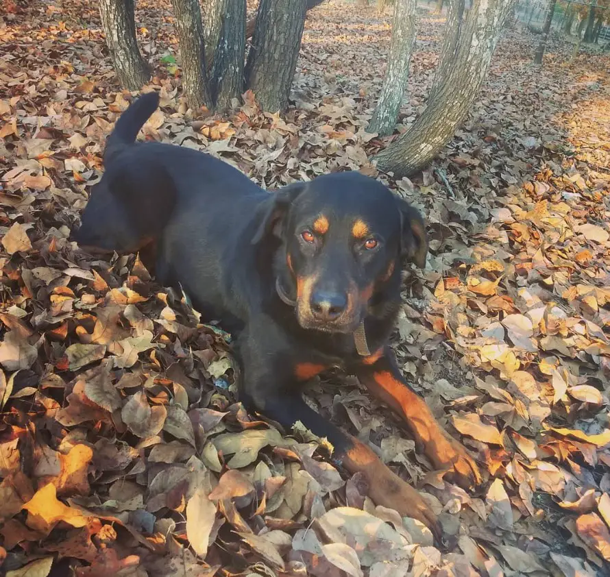 Rotterman lying down on the dried leaves in the forest