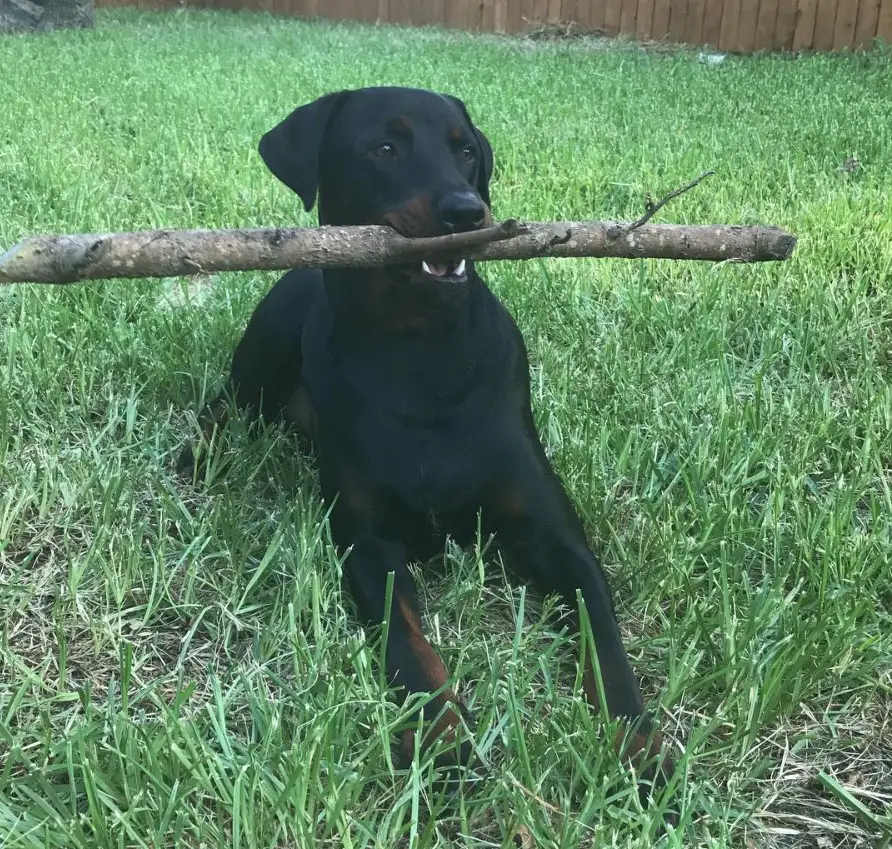 Doberott lying down on the green grass with a stick in its mouth