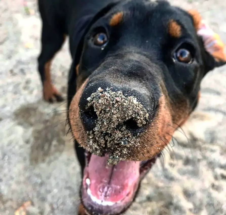 a happy Doberott at the beach with sand in its nose