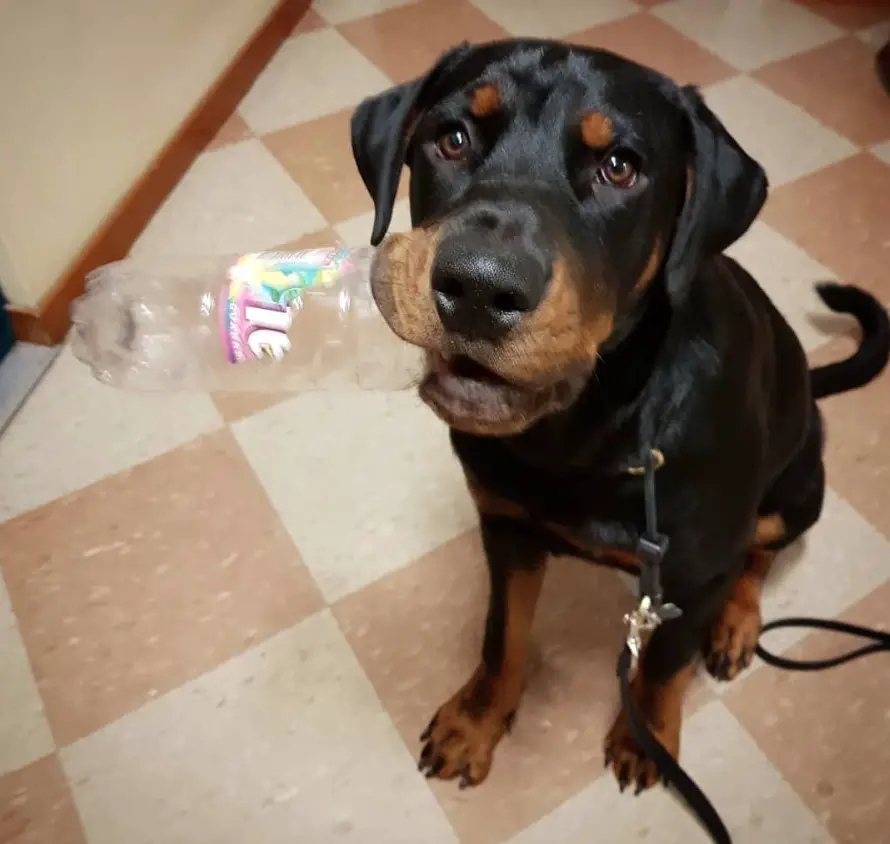 Rottie Dobe puppy with plastic bottle in its mouth while sitting on the floor