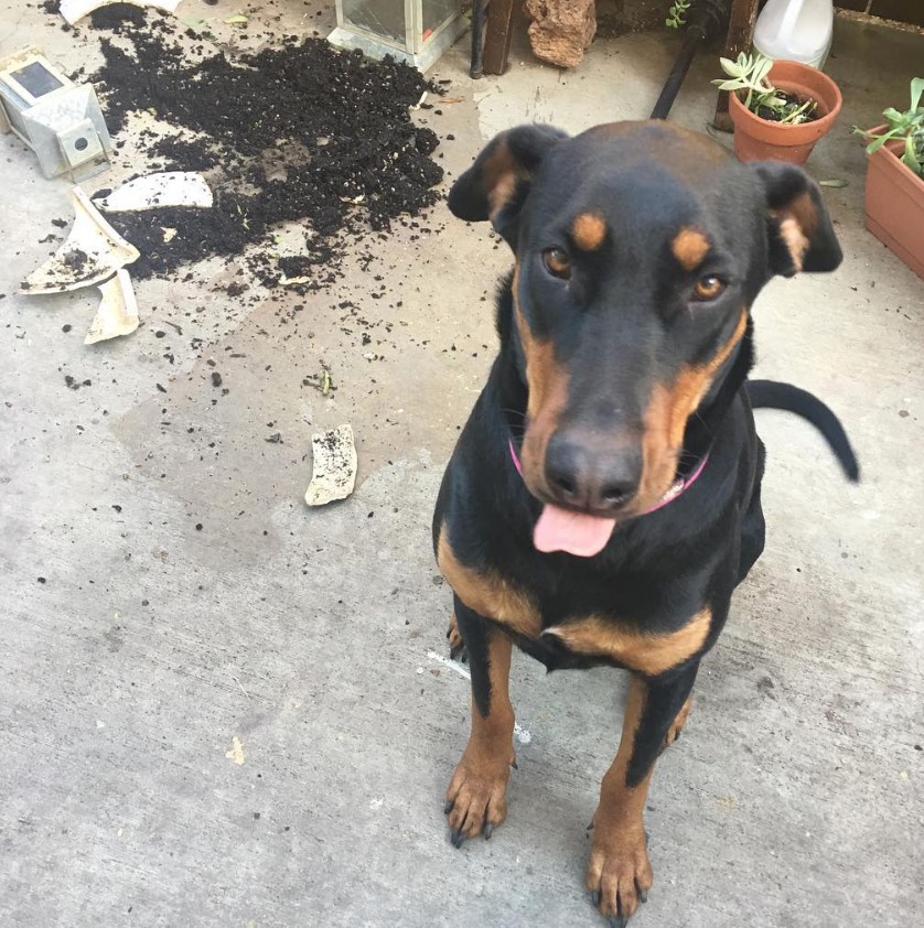 Rotterman with its tongue sticking out sitting on the concrete with broken pot and scattered soil behind him