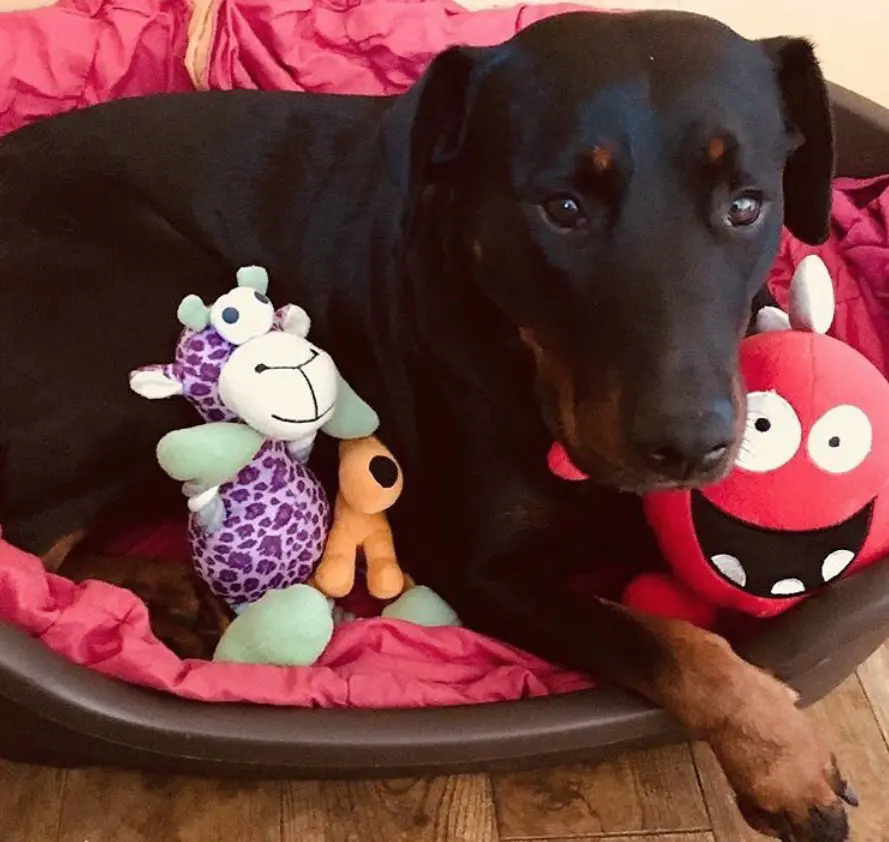 Rottie Dobie on its bed with its stuffed toys