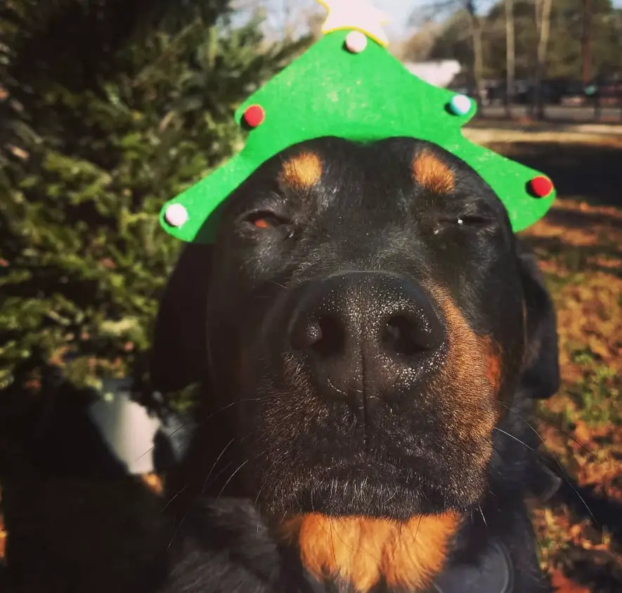 close up adorable face of a Rotterman wearing a christmas tree head piece