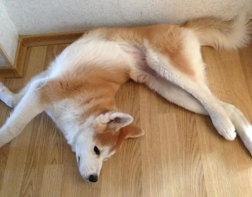 Akita Inu lying on the floor with its twisted body