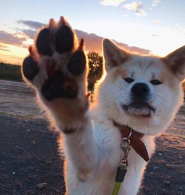 An Akita Inu with its paw up