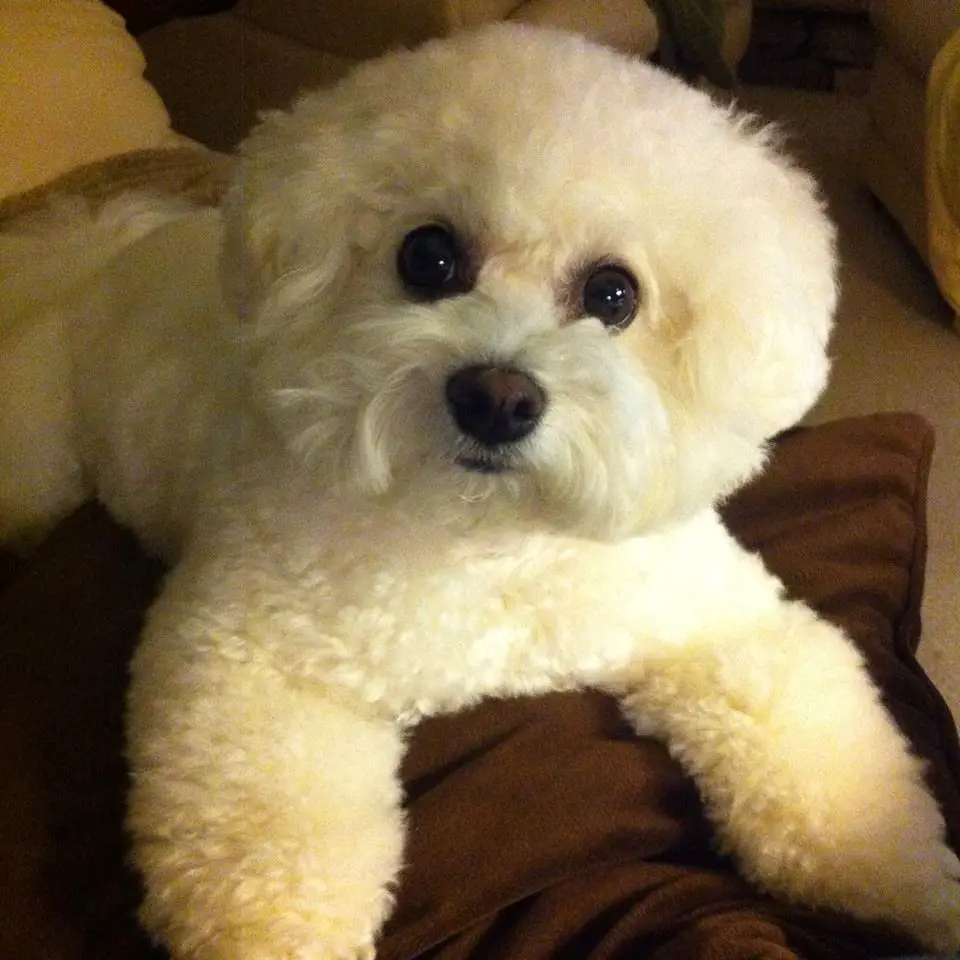 Bichon Frise lying on the bed