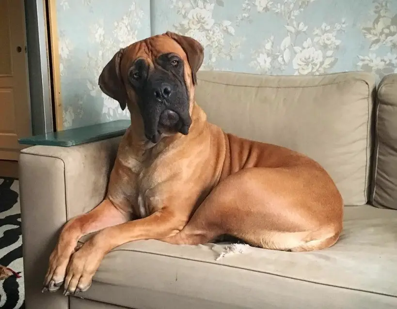 A Boerboel sitting on the couch