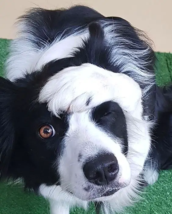 Border Collie covering the top of its head with its paw while closing its left eye