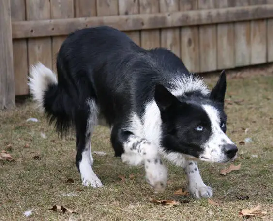 A Border Collie walking slowly in the yard