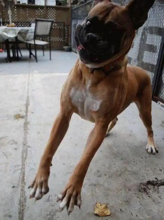 boxer dog with a funny face
