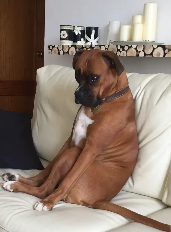 boxer dog sitting on the couch with upset face
