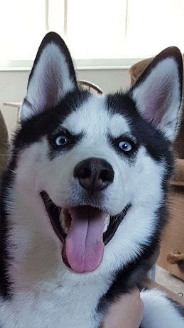 a smiling Husky with its tongue out