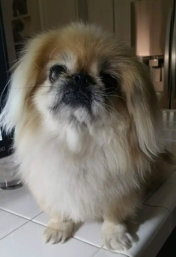 A Pekingese sitting on the counter top with its begging face