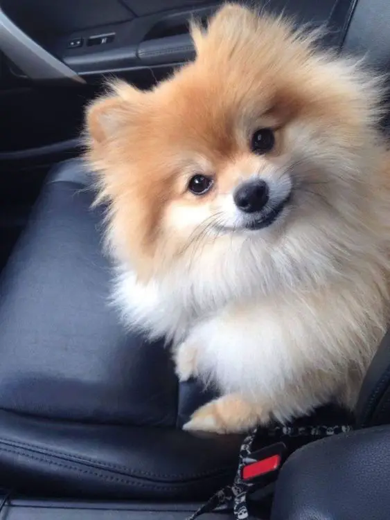 adorable Pomeranian sitting on the passenger seat