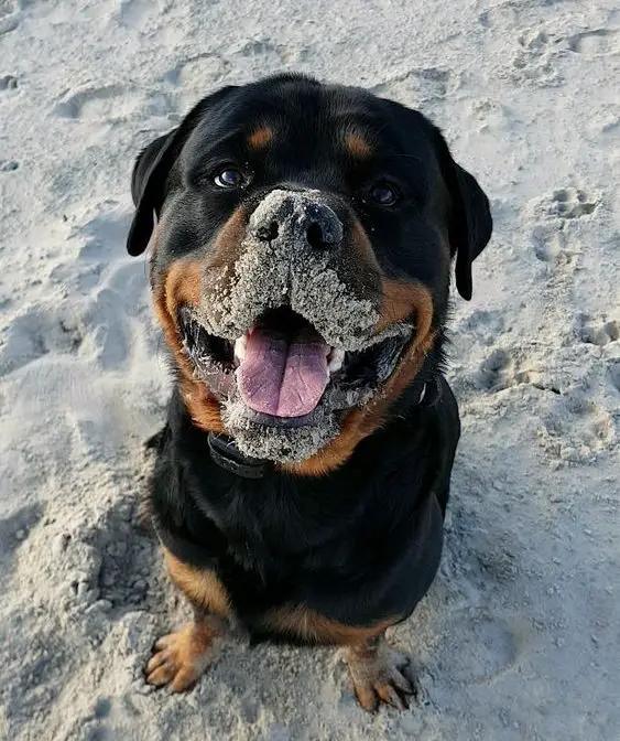Rottweiler sitting on the sand while its mouth and nose are covered in sand