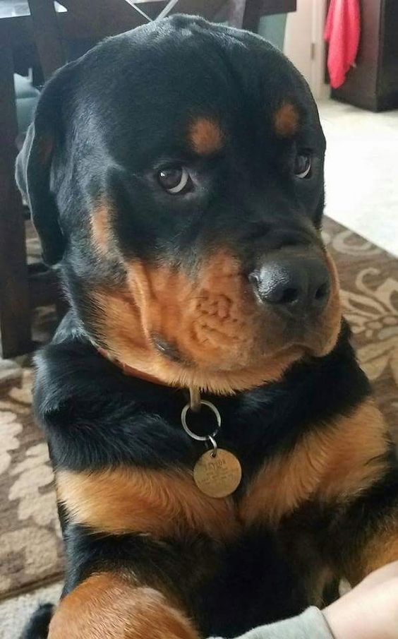 begging Rottweiler