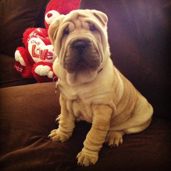 A Shar-Pei sitting on the couch