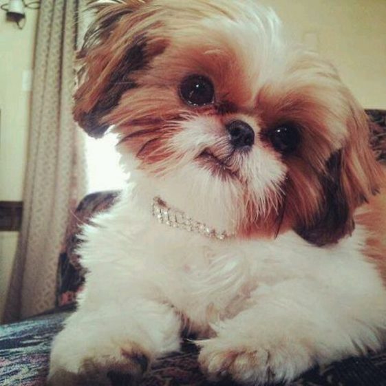 cute shih tzu