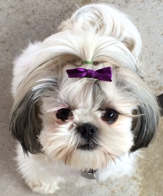 shih tzu with a cute ribbon