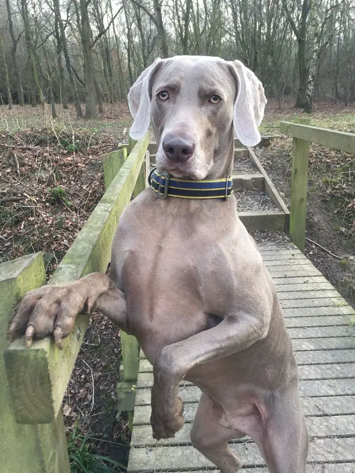 Weimaraner dog standing in the bridge with its hands on the fence