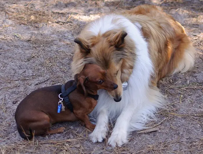 Dachshund lying on the ground with its face leaning against the face of a big dog